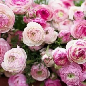Ranunculus Flower Bulbs 16 Pink Picotee Corms - Perennial Peony-like Flowers for Garden & Bouquets - Image 7