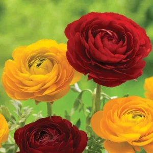 Ranunculus Flower Bulbs - 20 Mixed Corms for Garden & Wedding Flowers - Image 10