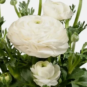 Ranunculus Flower Bulbs - 20 Mixed Corms for Garden & Wedding Flowers - Image 11