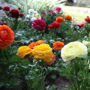 Ranunculus Flower Bulbs - 20 Mixed Corms for Garden & Wedding Flowers - Image 13