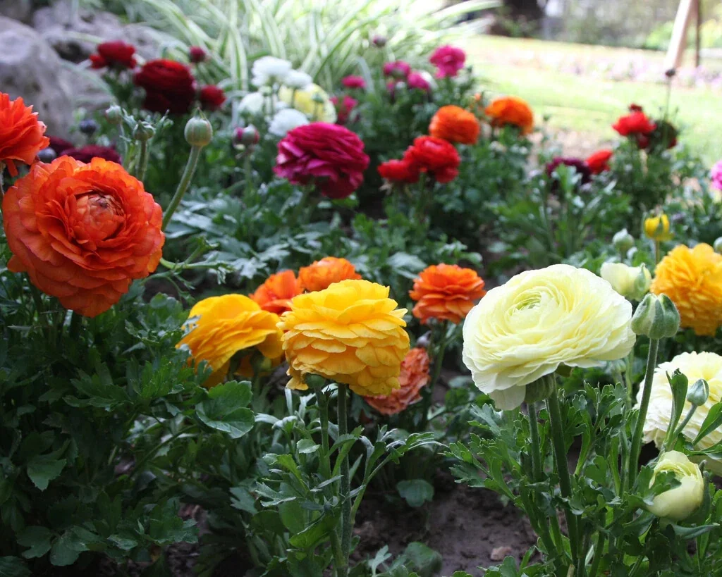 Ranunculus Flower Bulbs - 20 Mixed Corms for Garden & Wedding Flowers - Image 13