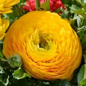 Ranunculus Flower Bulbs - 20 Mixed Corms for Garden & Wedding Flowers - Image 14