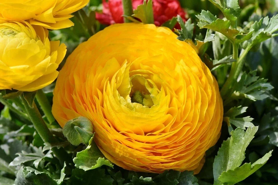 Ranunculus Flower Bulbs - 20 Mixed Corms for Garden & Wedding Flowers - Image 14