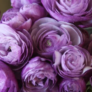 Ranunculus Flower Bulbs - 20 Mixed Corms for Garden & Wedding Flowers - Image 7