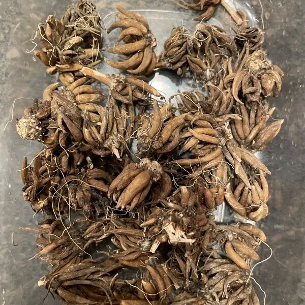 Ranunculus Flower Bulbs - 20 Mixed Corms for Garden & Wedding Flowers - Image 8