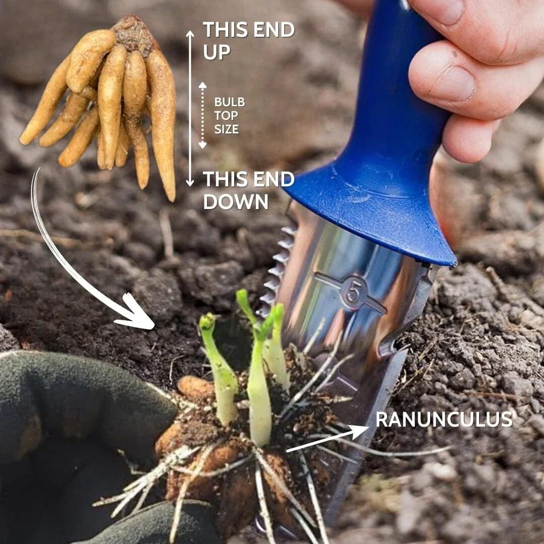 Ranunculus Flower Bulbs - 20 Mixed Corms for Garden & Wedding Flowers - Image 9