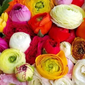 Ranunculus Flower Bulbs - 30 Mixed Corms for Wedding & Garden Flowers, Perennial - Image 3