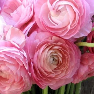 Ranunculus Flower Bulbs Mix - Red, Pink, Purple Petals - 30 Corms - Perennial - Image 4