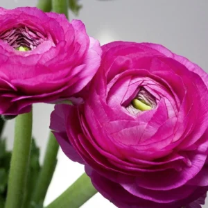 Ranunculus Flower Bulbs Mix - Red, Pink, Purple Petals - 30 Corms - Perennial - Image 6