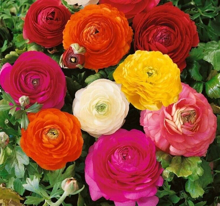 Ranunculus Flower Bulbs – Red Corms – 10 Count – Perennial Flowers - Image 2