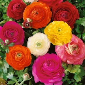 Ranunculus Flower Bulbs – Red Corms – 10 Count – Perennial Flowers - Image 4