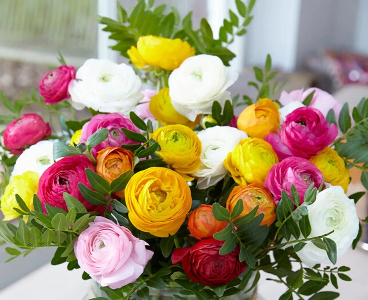 Ranunculus Flower Bulbs – Red Corms – 10 Count – Perennial Flowers - Image 5