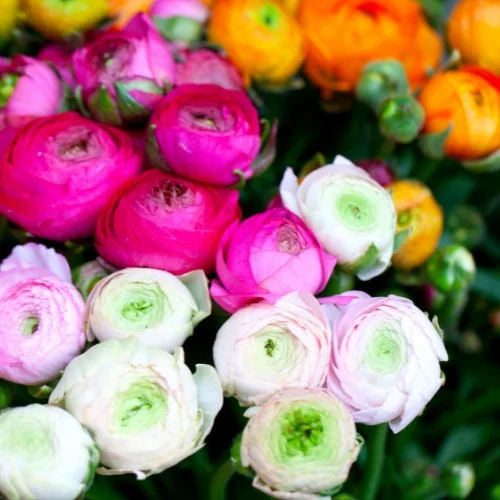 Ranunculus Mixed Variety Corms - Colorful Cut Flower Bulbs - Easy Grow - Image 2