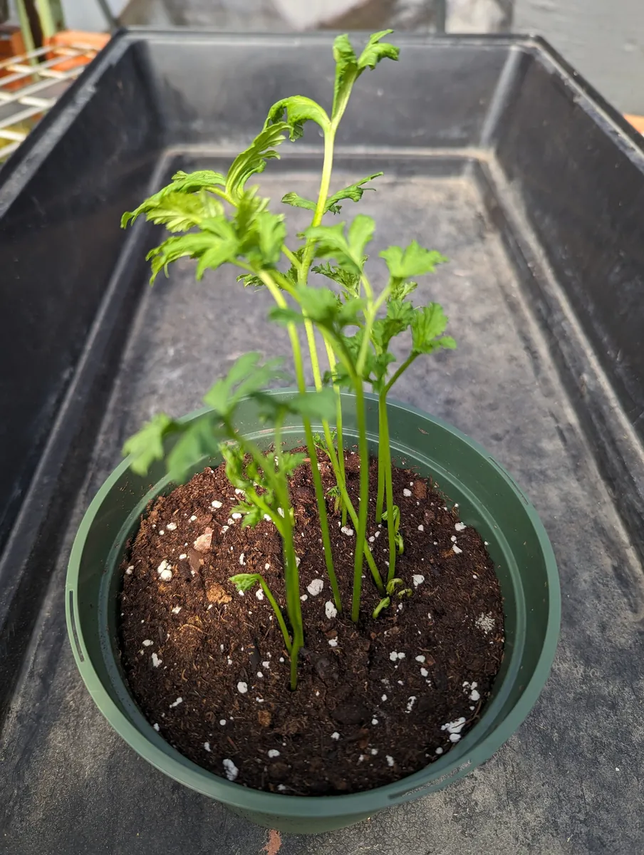 Ranunculus Mixed Variety Corms - Colorful Cut Flower Bulbs - Easy Grow - Image 3