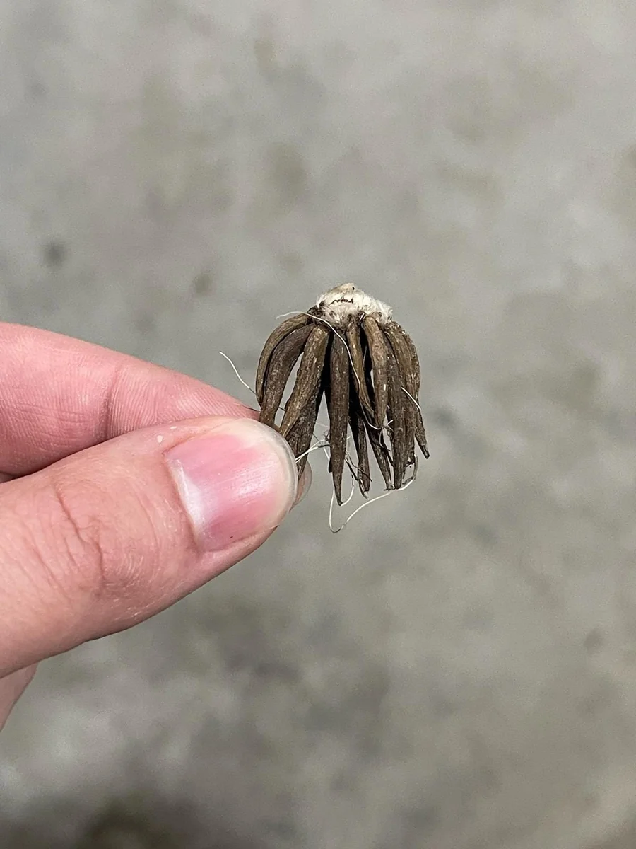 Ranunculus Mixed Variety Corms - Colorful Cut Flower Bulbs - Easy Grow - Image 4