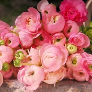 Ranunculus Purple Pink Mix Flower Bulbs - 20 Corms, Perennial, Indoor/Outdoor - Image 3