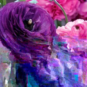 Ranunculus Purple Pink Mix Flower Bulbs - 20 Corms, Perennial, Indoor/Outdoor - Image 1