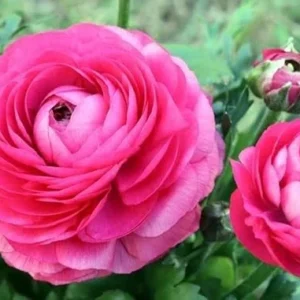 Ranunculus Purple Pink Mix Flower Bulbs - 20 Corms, Perennial, Indoor/Outdoor - Image 7