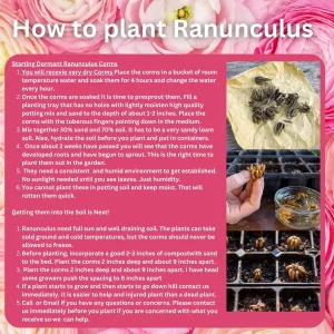 Ranunculus Tecolote Jumbo Flamenco Bulbs - Flower Bulbs for Vibrant Blooms - Image 2