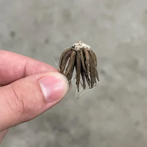 Ranunculus Tecolote Jumbo Flamenco Bulbs - Flower Bulbs for Vibrant Blooms - Image 3