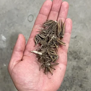 Ranunculus Tecolote Jumbo Flamenco Bulbs - Flower Bulbs for Vibrant Blooms - Image 4