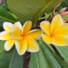 Rare Fragrant Plumeria 'Heidi' Unrooted Cutting 10-12 inch - Exotic Flower - Image 1