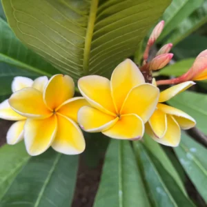 Rare Fragrant Plumeria 'Heidi' Unrooted Cutting 10-12 inch - Exotic Flower - Image 3
