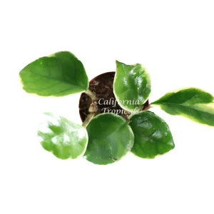 Rare Hoya Tricolor Live Plant – 2.5 inch Pot – Indoor Houseplant - Image 2