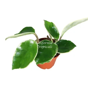 Rare Hoya Tricolor Live Plant – 2.5 inch Pot – Indoor Houseplant - Image 1