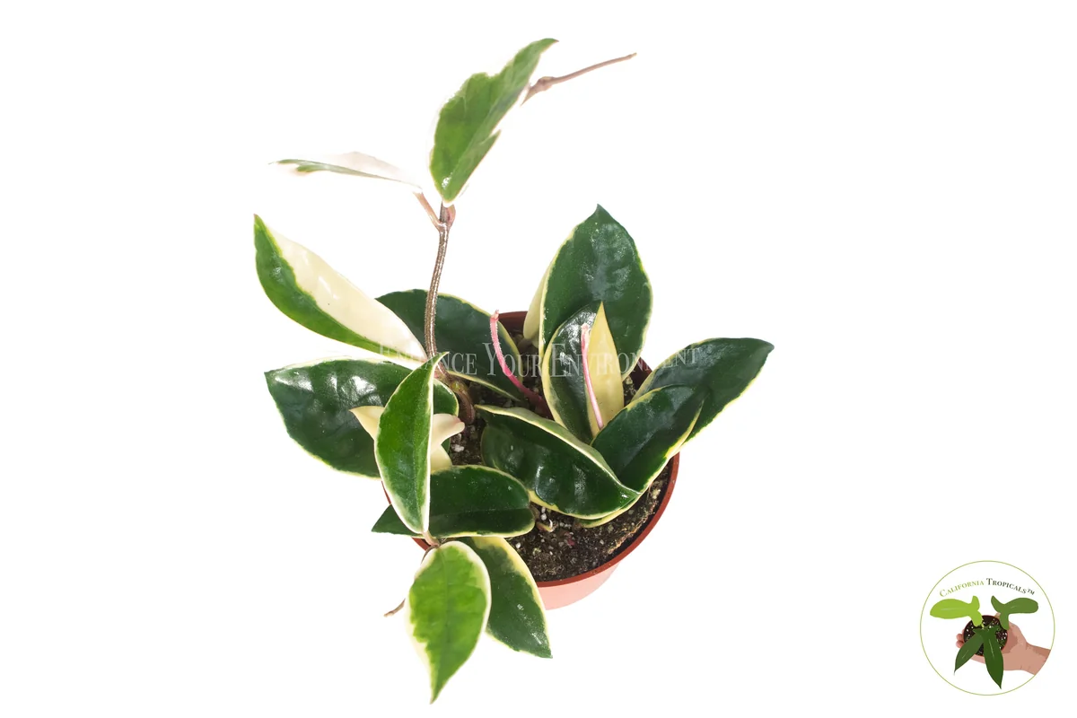 Rare Hoya Tricolor Live Plant – 4 inch Pot – Indoor Houseplant - Image 1