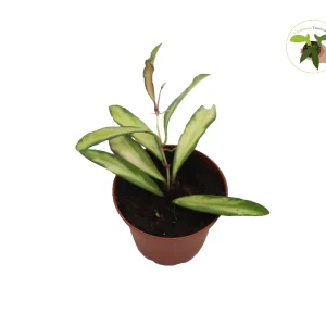 Rare Hoya Wayetii Variegated Live Plant – 2.5 inch Pot – Indoor Vining Plant - Image 1