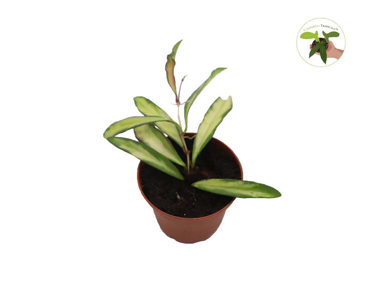 Rare Hoya Wayetii Variegated Live Plant – 2.5 inch Pot – Indoor Vining Plant - Image 1