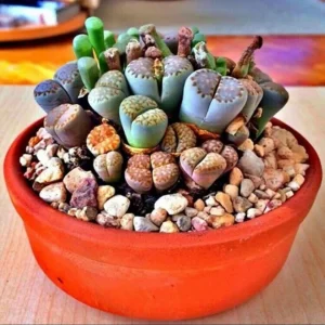 Rare Lithops Mix Seeds - Living Stone Succulent Cactus Seeds - 50 Count Pack - Indoor/Outdoor Desert Rock Plants - Image 3