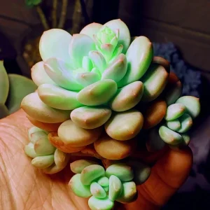 Rare Lithops Mix Succulent Seeds - Living Stones Desert Rock Seed 50+ Count - Image 5