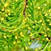 Rare Neem Tree Live Plant & Seeds - Azadirachta Indica Non-GMO Potted - Image 1