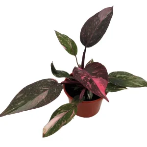 Rare Pink Marble Philodendron Live Plant - 4 inch Pot - Indoor Vining Plant - Image 2