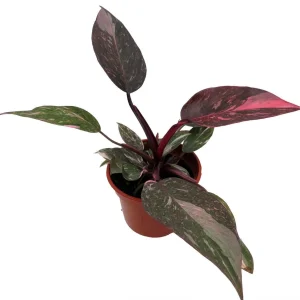 Rare Pink Marble Philodendron Live Plant - 4 inch Pot - Indoor Vining Plant - Image 3
