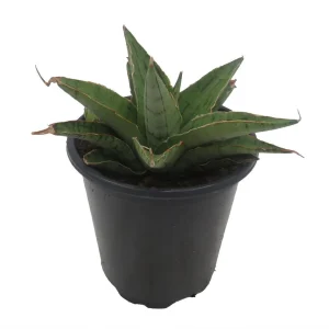Rare Snowflake Snake Plant Sansevieria Live Plant – 3.5 inch Pot – Indoor - Image 2