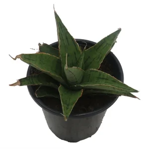 Rare Snowflake Snake Plant Sansevieria Live Plant – 3.5 inch Pot – Indoor - Image 3