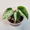 Rare Variegated Epipremnum Pinnatum Albo Live Plant - Potted Houseplant - Image 1