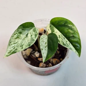 Rare Variegated Epipremnum Pinnatum Albo Live Plant - Potted Houseplant - Image 1