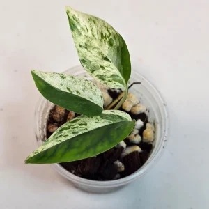 Rare Variegated Epipremnum Pinnatum Albo Live Plant - Potted Houseplant - Image 5