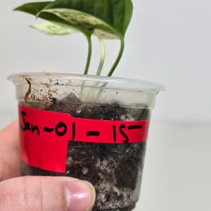 Rare Variegated Epipremnum Pinnatum Albo Live Plant - Potted Houseplant - Image 6