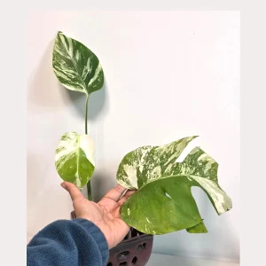 Rare Variegated Monstera Albo Live Plant - White Albo Borsigiana Potted - Image 2