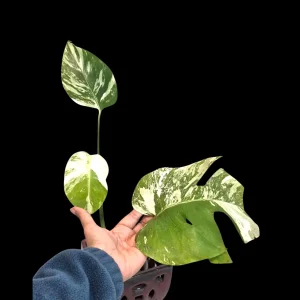 Rare Variegated Monstera Albo Live Plant - White Albo Borsigiana Potted - Image 1