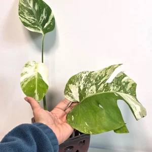 Rare Variegated Monstera Albo Live Plant - White Albo Borsigiana Potted - Image 4