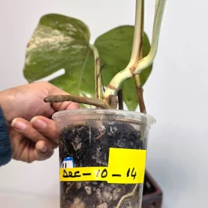 Rare Variegated Monstera Albo Live Plant - White Albo Borsigiana Potted - Image 5