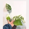 Rare Variegated Monstera Albo Plant - Live Indoor Potted Houseplant - Image 1