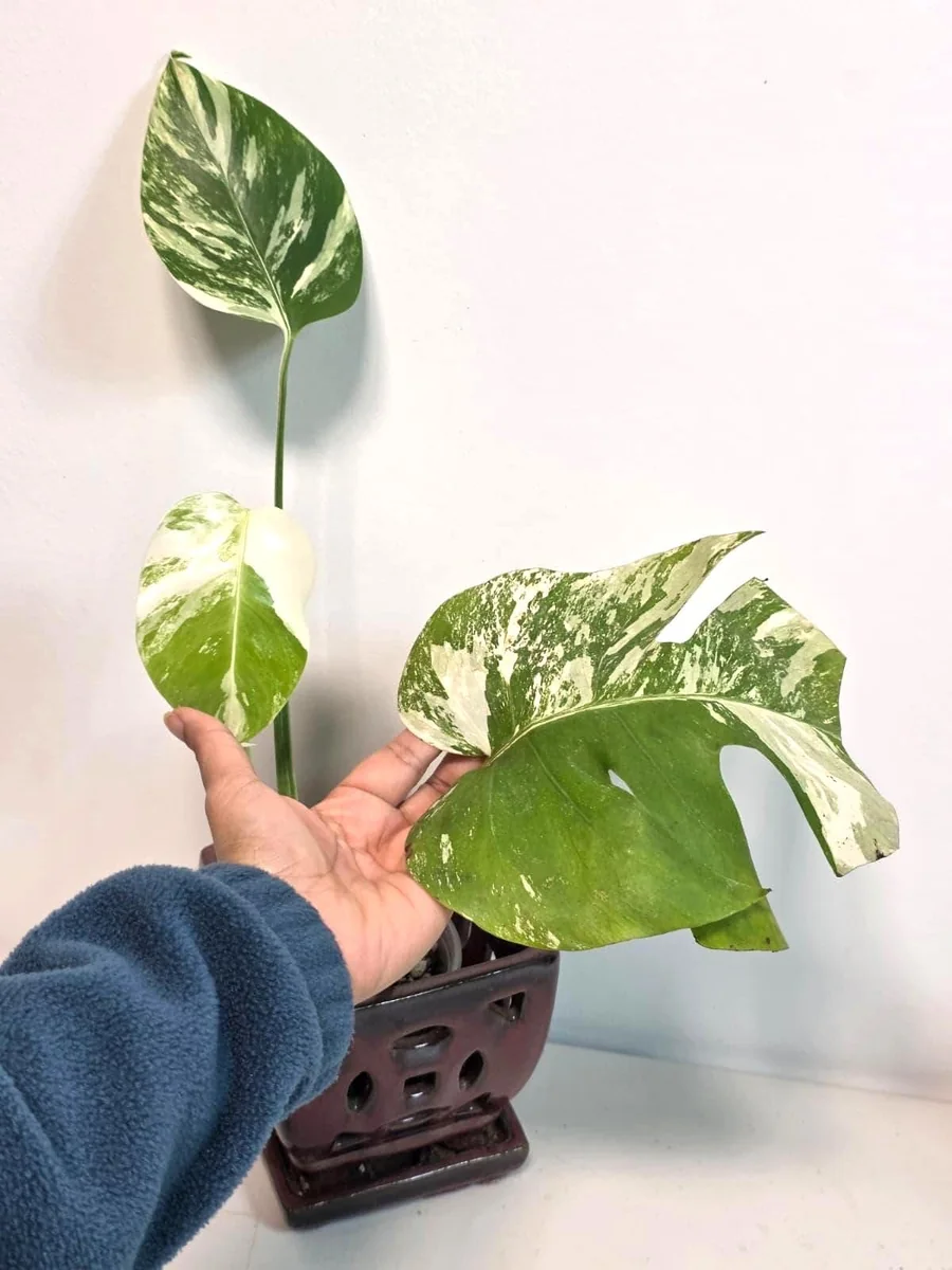Rare Variegated Monstera Albo Plant - Live Indoor Potted Houseplant - Image 2
