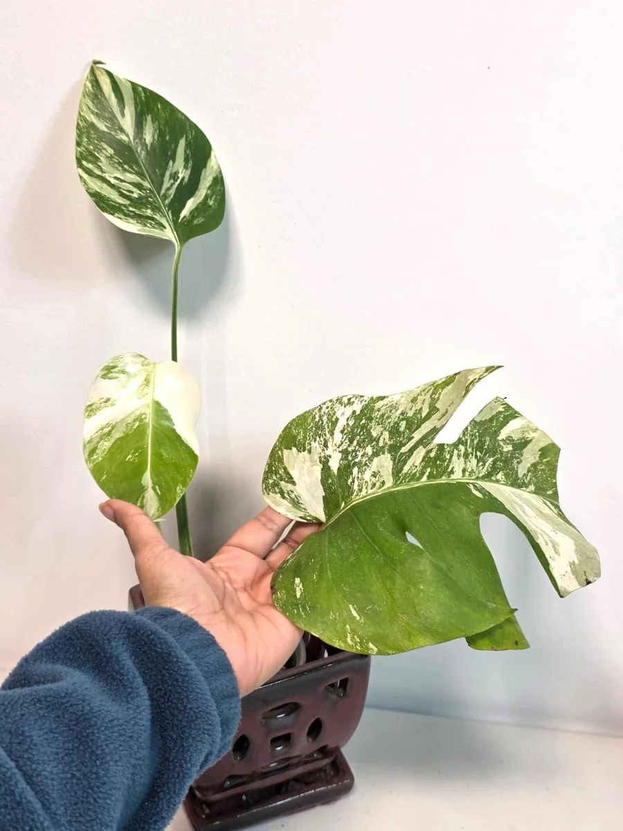 Rare Variegated Monstera Albo Plant - Live Indoor Potted Houseplant - Image 3